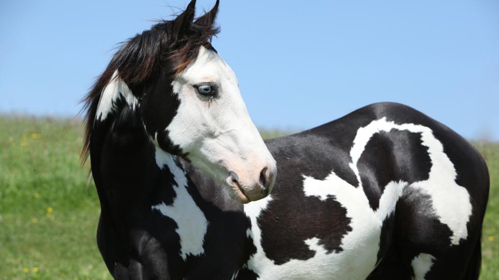 Paint horse stallion